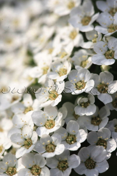 Спирея пепельная `Грациоза`, Spiraea x cinerea `Graciosa` | СадПарад