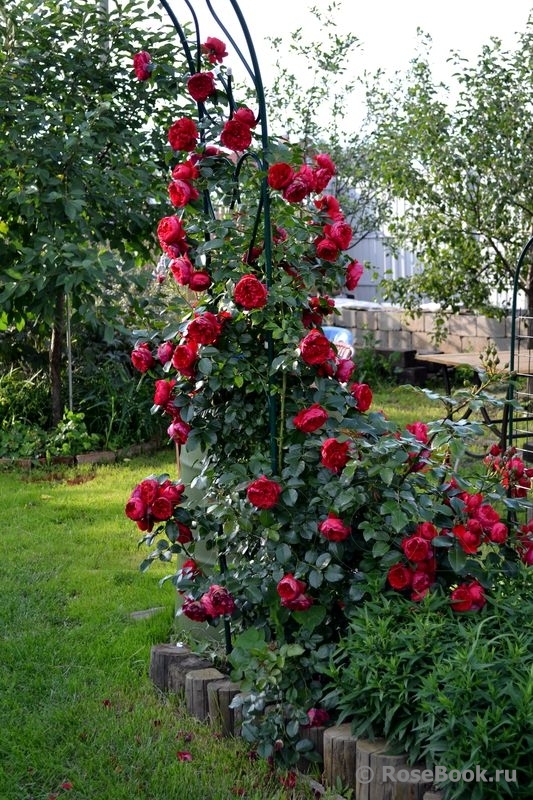 Роза плетистая `Флорентина`, Rosa (Cl) `Florentina` | СадПарад