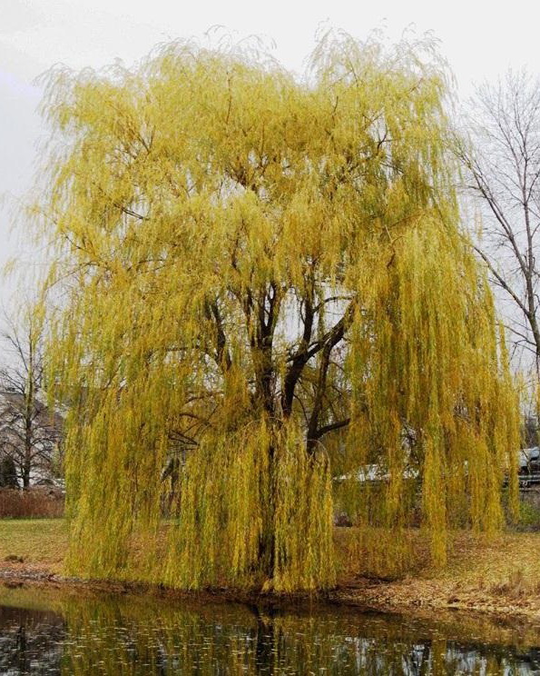 Ива `Серебристая`, Salix `Sieriebristaja` | СадПарад