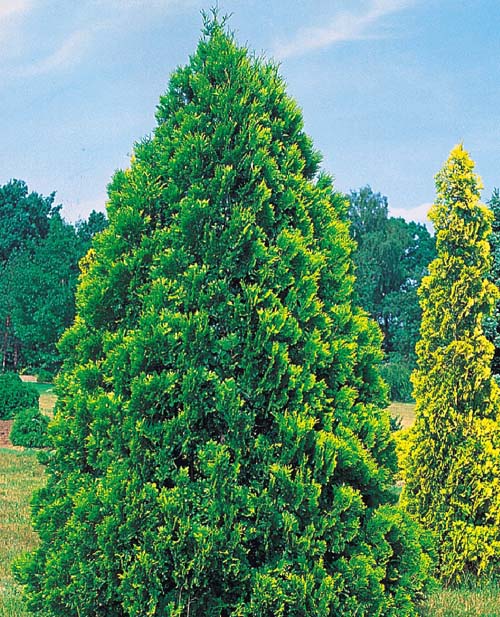 Туя складчатая `Корник`, Thuja plicata `Kornik` | СадПарад