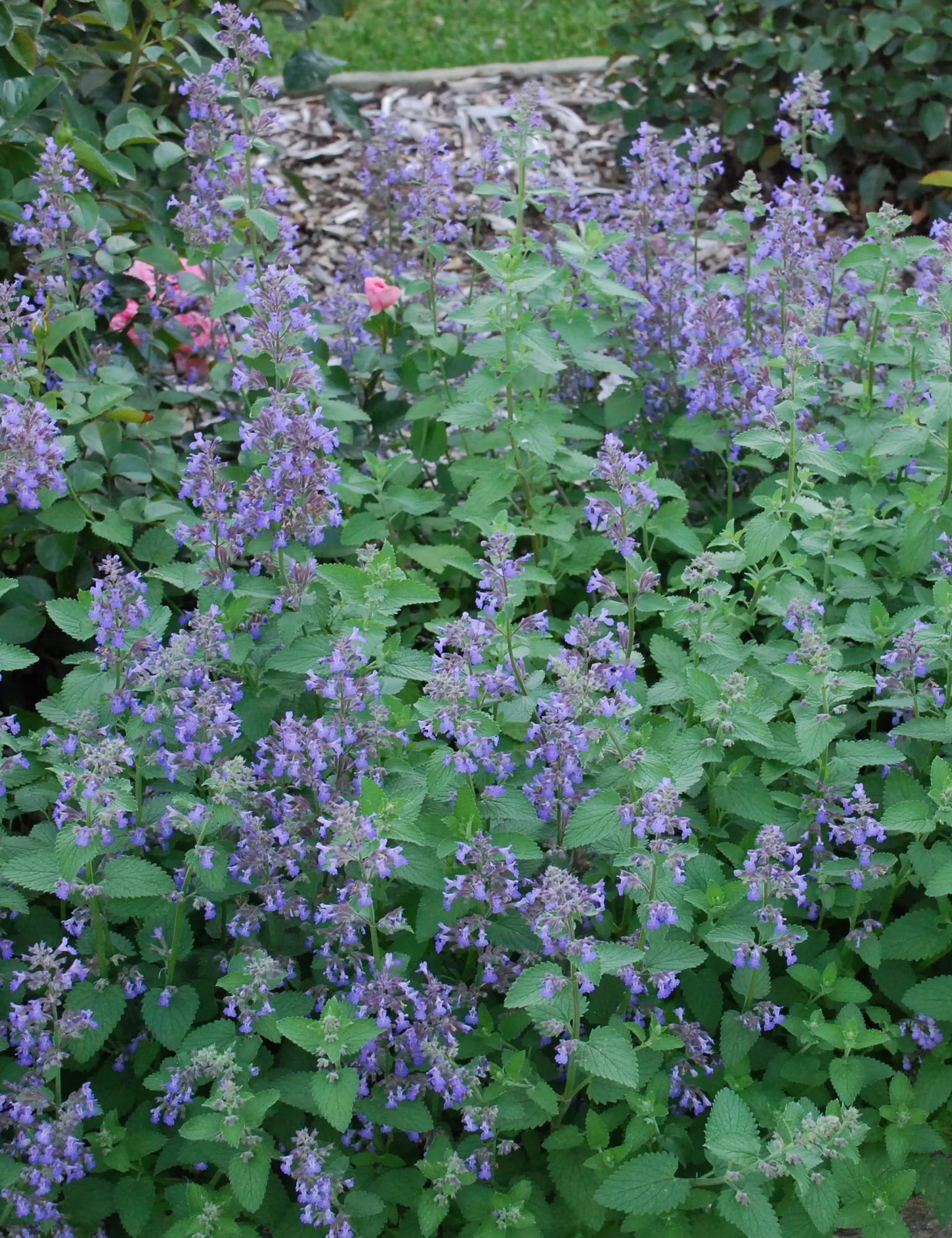 Котовник кистевидный, Nepeta racemosa "Blue Wonder", голубой, h30 см ...