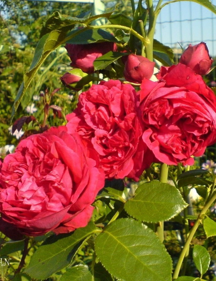 Роза шраб `Эрик Таберли`, Rosa (S) `Eric Taberly` ® (Red Eden Rose) |  СадПарад