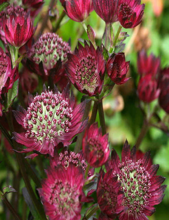 Астранция Astrantia Major rubra
