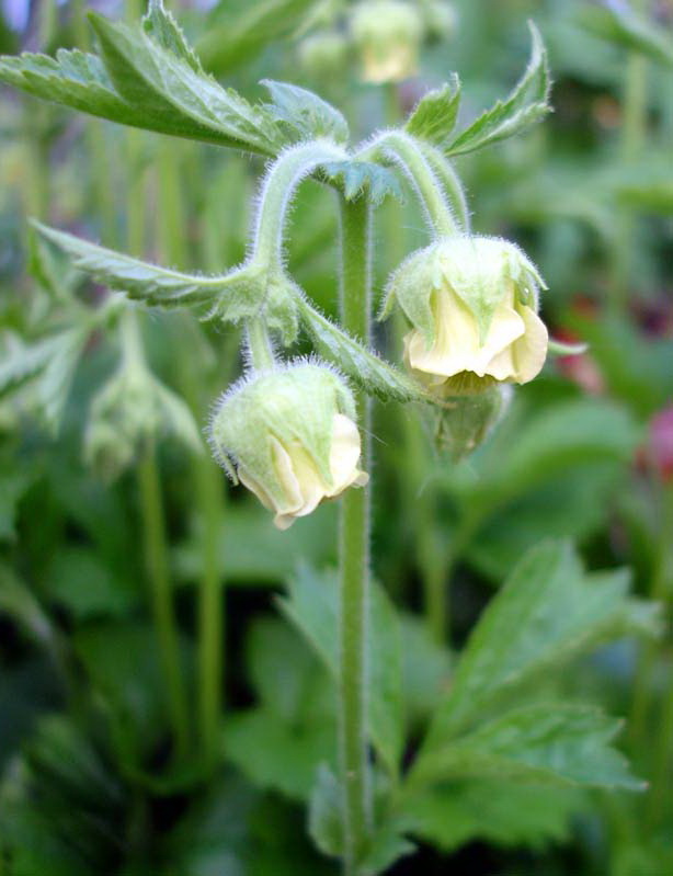 Гравилат речной, Geum rivale 