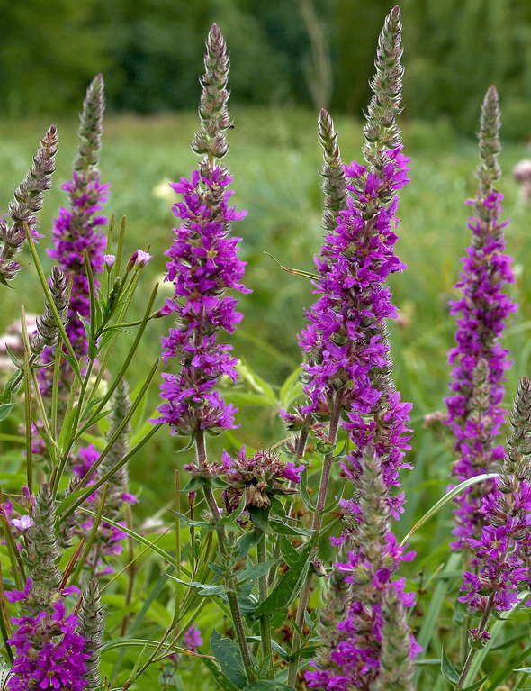 Дербенник иволистный, Lythrum salicaria "Lady Sackville", фиолетово ...