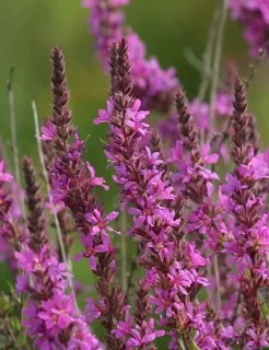 Дербенник иволистный, Lythrum salicaria "Swirl", фиолетово-розовый, h80 ...