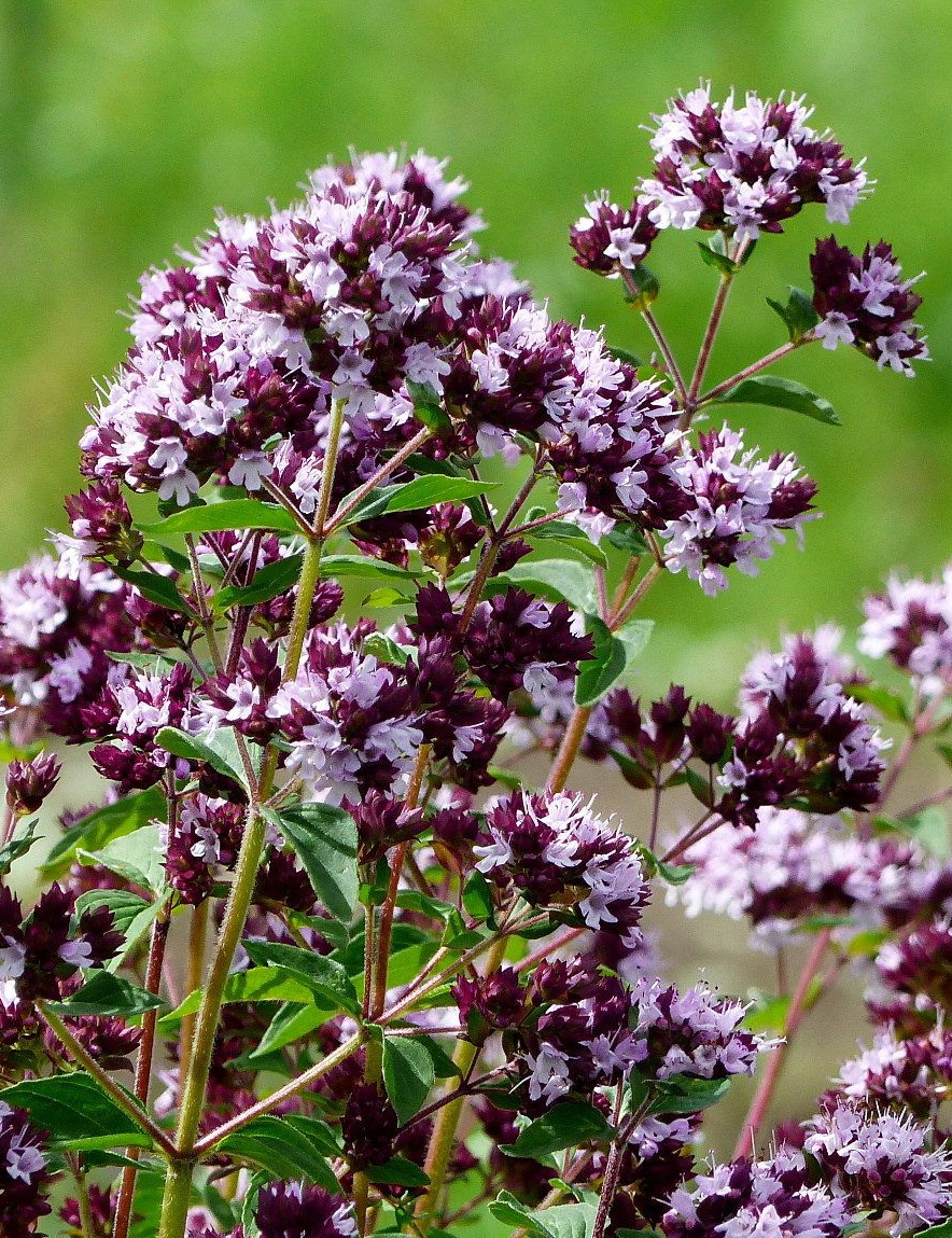 Душица. Душица обыкновенная (орегано). Душица обыкновенная (Origanum vulgare). Душица Альба. Душица обыкновенная compactum.