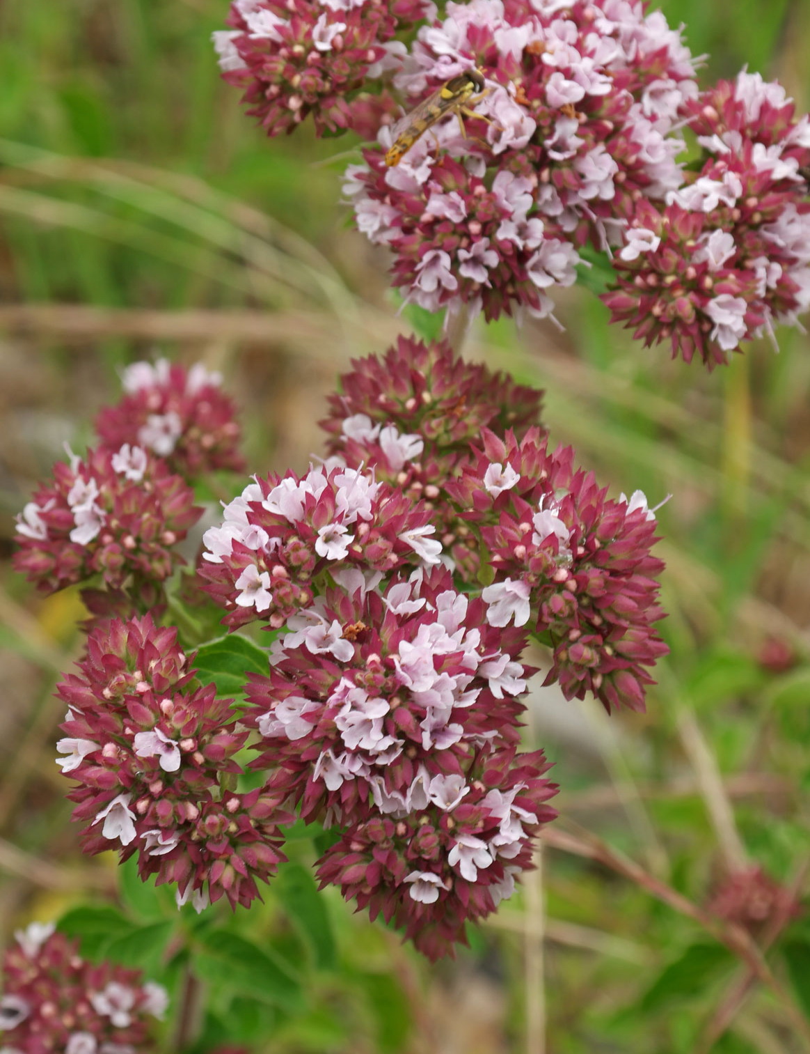 Душица обыкновенная, Origanum vulgare "Margeritha", розовый, h30-50 см ...