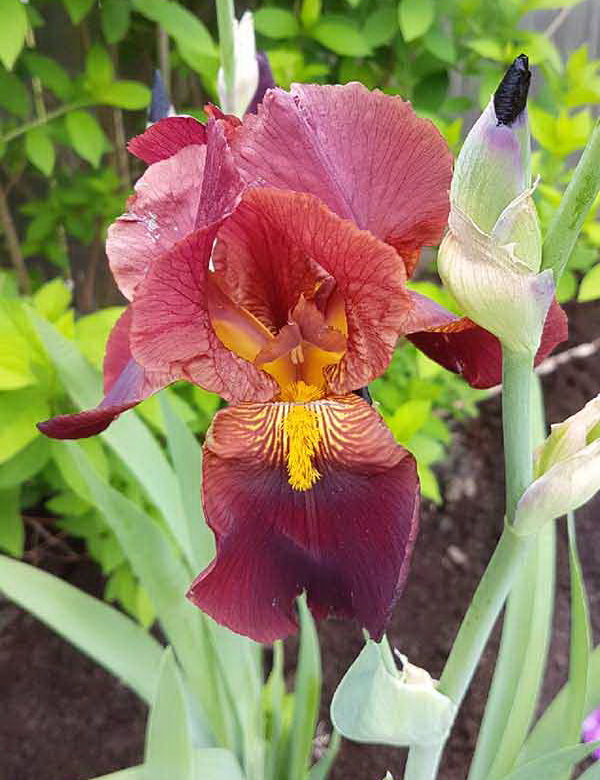Ирис германский, Iris germanica "Ruby Mine", коричневый, h90 см, С2 ...
