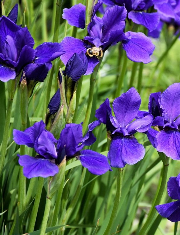 Ирис сибирский, Iris sibirica "Blue", голубой, h70 cм, С3 | СадПарад