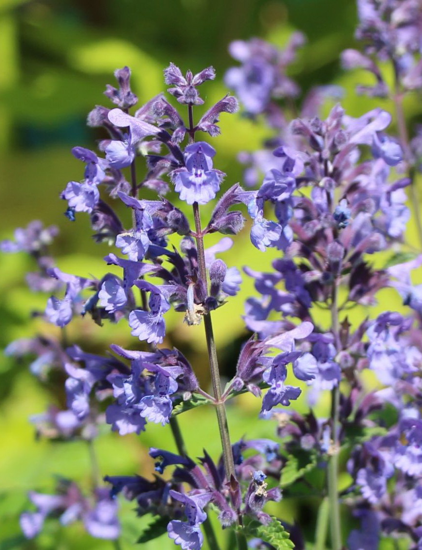Котовник Фассена, Nepeta faassenii "Dropmore", фиолетово-сиреневый, h30 ...