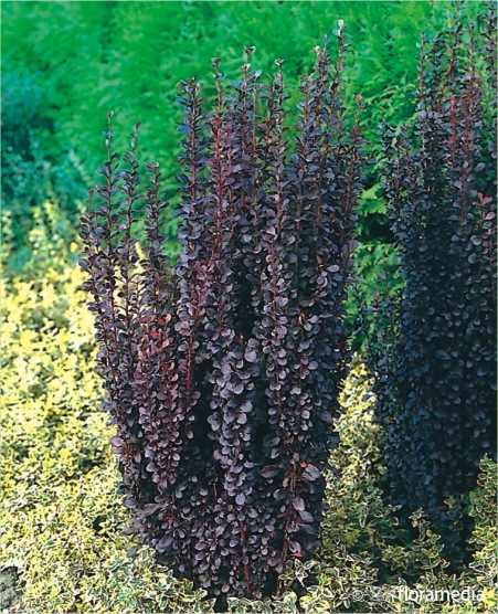 Барбарис Тунберга `Хелмонд Пилар`, Berberis thunbergii `Helmond Pillar ...