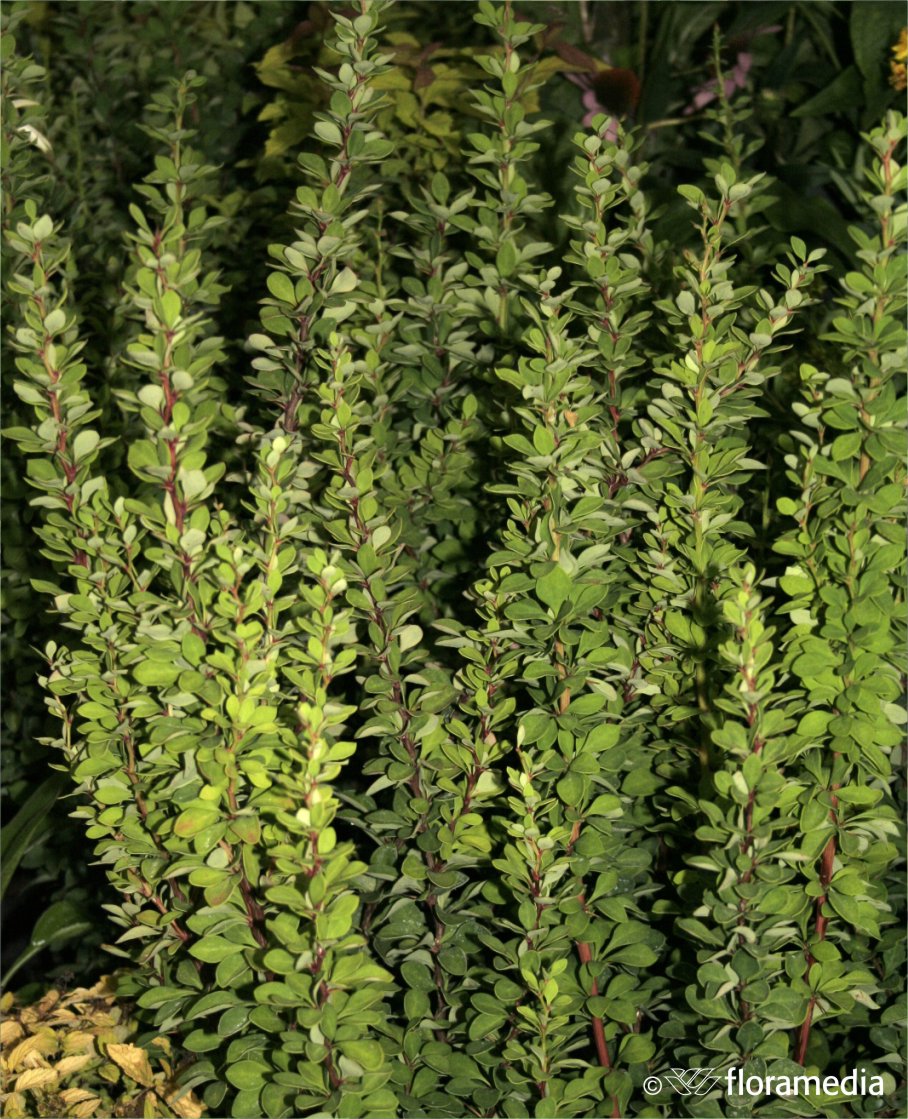 Барбарис Тунберга `Эректа`, Berberis thunbergii `Erecta` | СадПарад