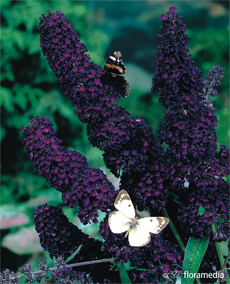 Будлея Давида `Блэк Найт`, Buddleja davidii `Black Knight` | СадПарад