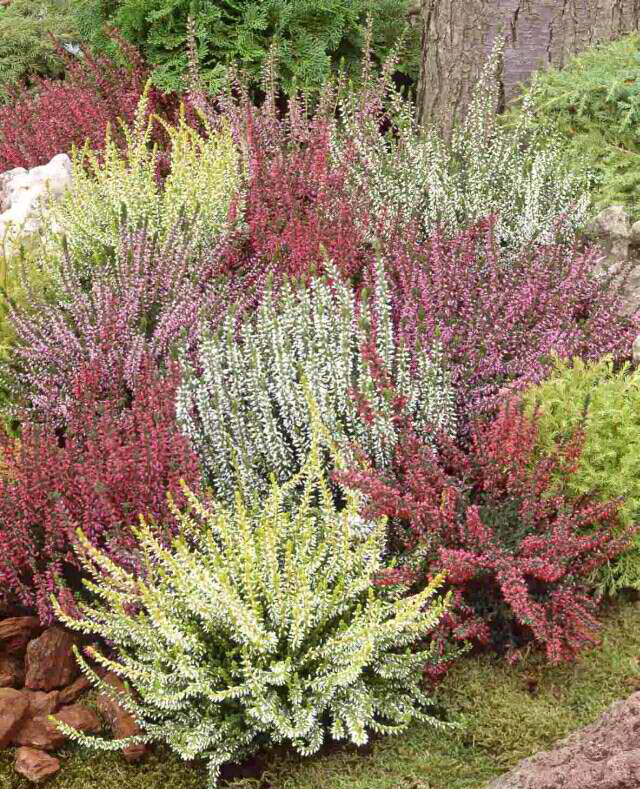 Vresak Вереск обыкновенный в ассортименте, Calluna vulgaris in sort | СадПарад