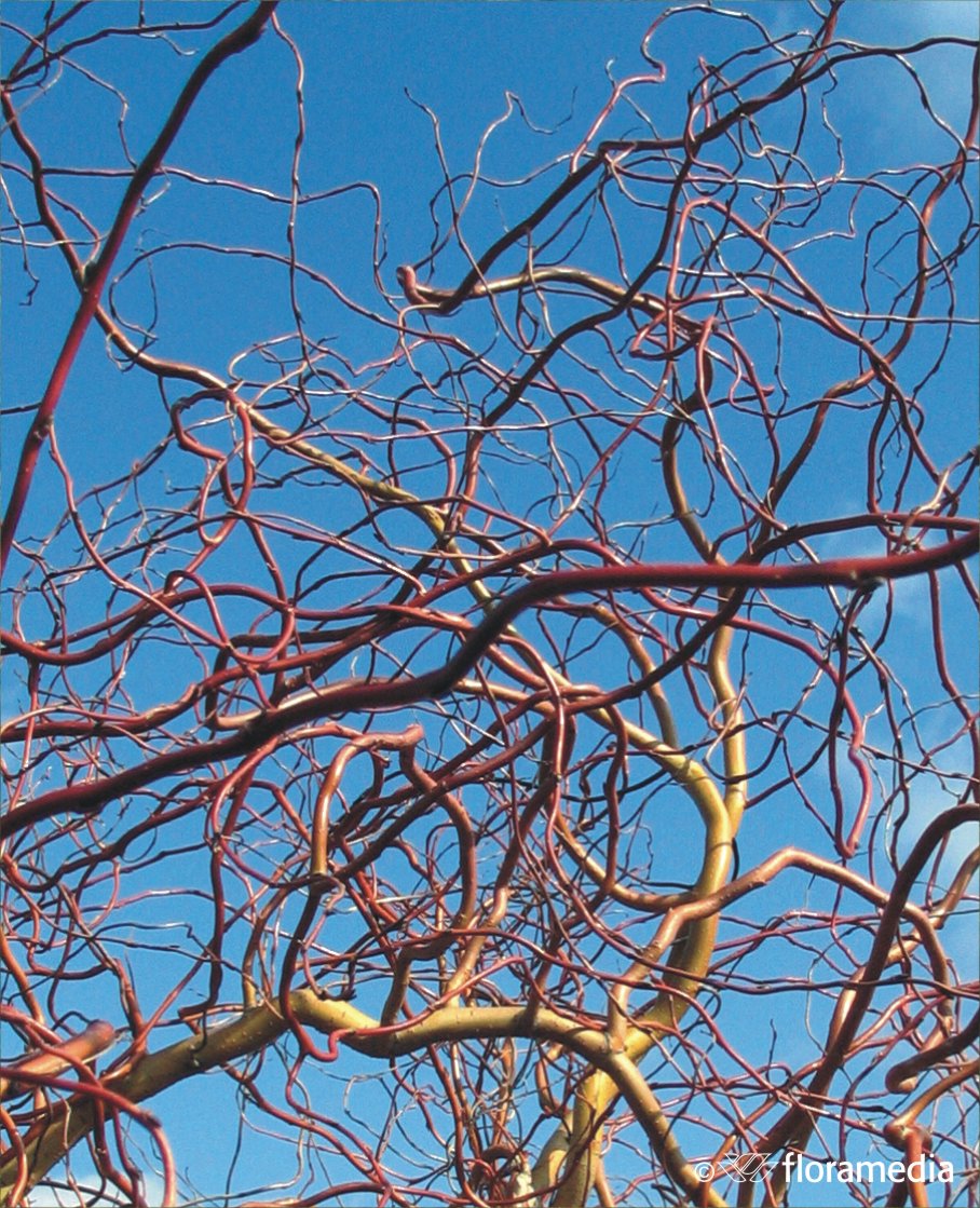 Ива золотистая `Эритрофлексуоза`, Salix sepulcralis `Erythroflexuosa ...