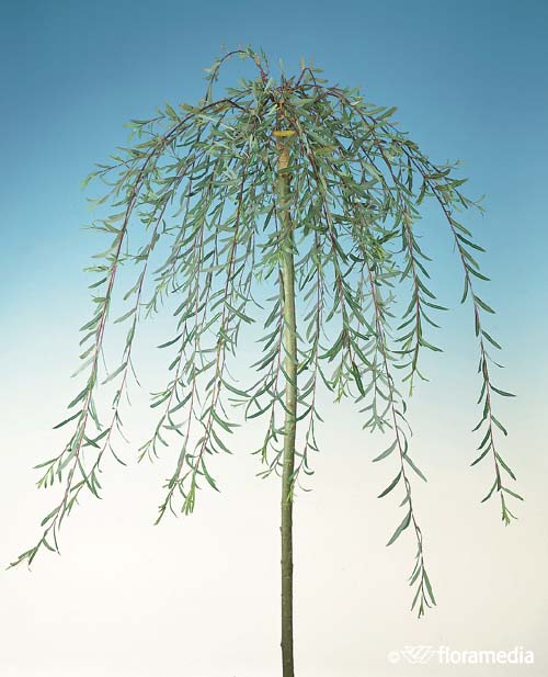 Ива пурпурная `Пендула`, Salix purpurea `Pendula` | СадПарад