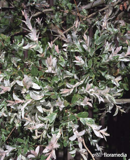 Ива цельнолистная `Хакуро-нишики`, Salix integra `Hakuro-Nishiki ...