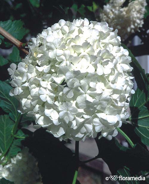 Калина обыкновенная `Розеум`, Viburnum opulus `Roseum` | СадПарад