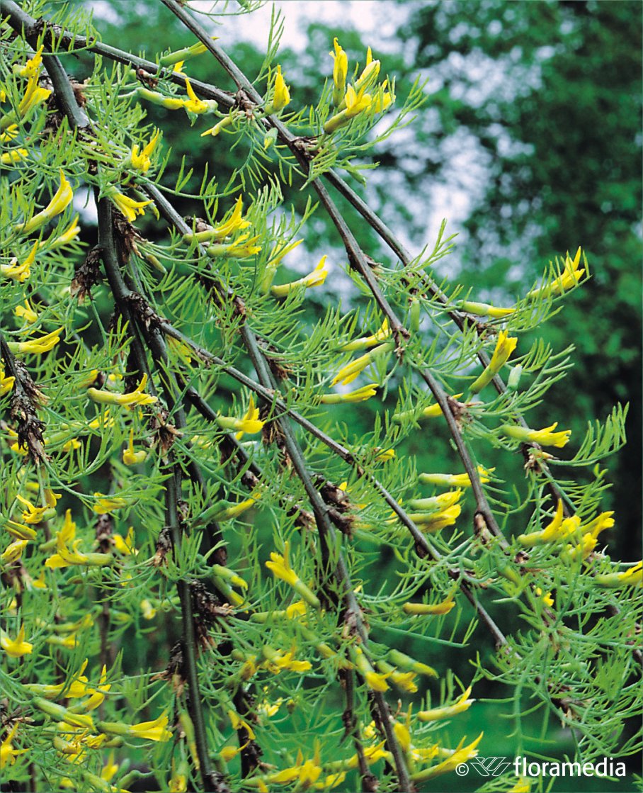 Карагана древовидная `Лорберга`, Caragana arborescens `Lorbergii`