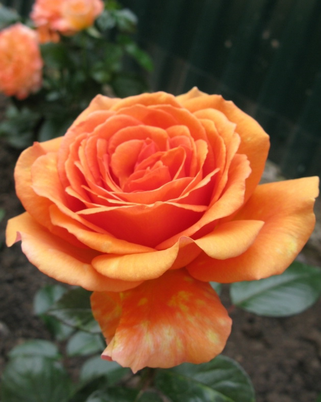 Роза `Ашрам`, Rose `Ashram` | СадПарад