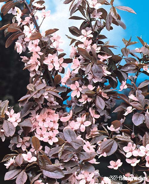 Слива растопыренная `Нигра`, Prunus cerasifera `Nigra` | СадПарад