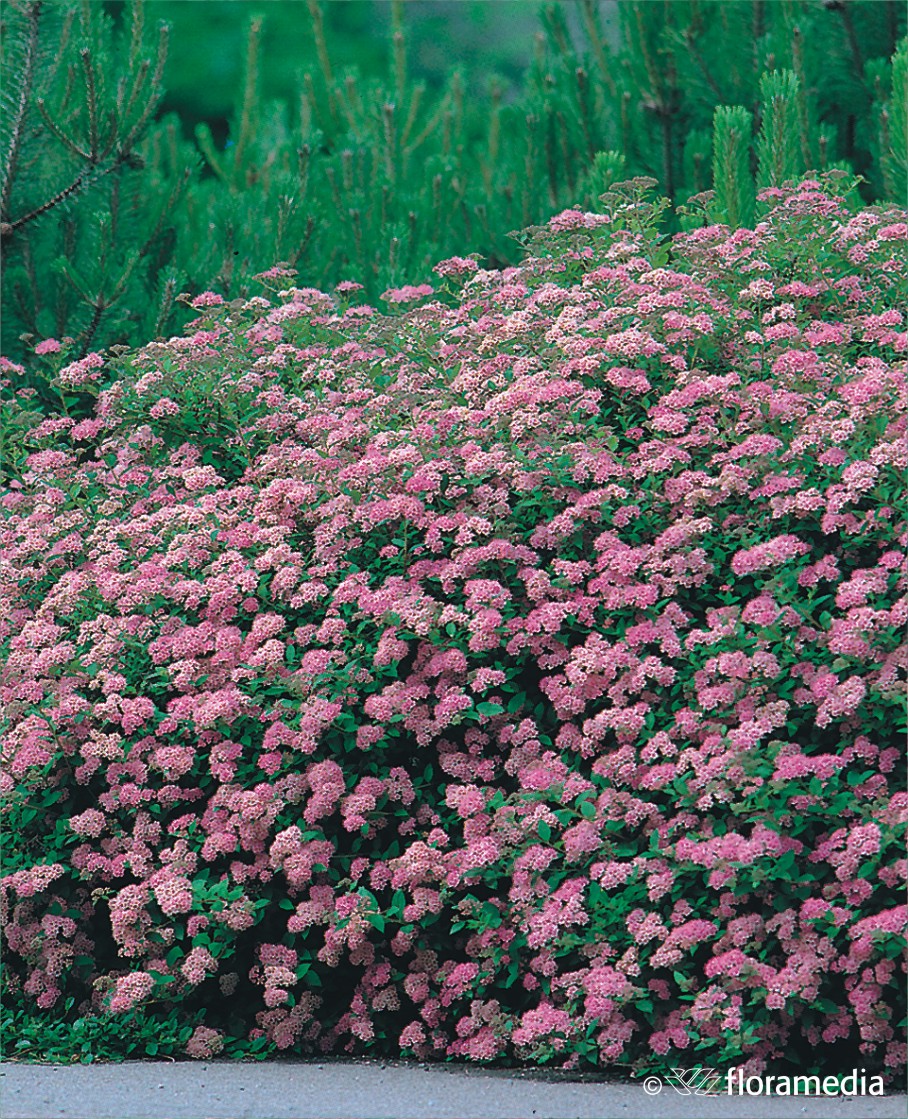 Спирея японская `Литтл Принцесс`, Spiraea japonica `Little Princess ...