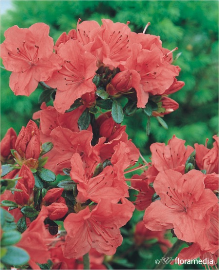 Азалия японская `Гейша Орандж`, Azalea japonica `Geisha Orange` | СадПарад