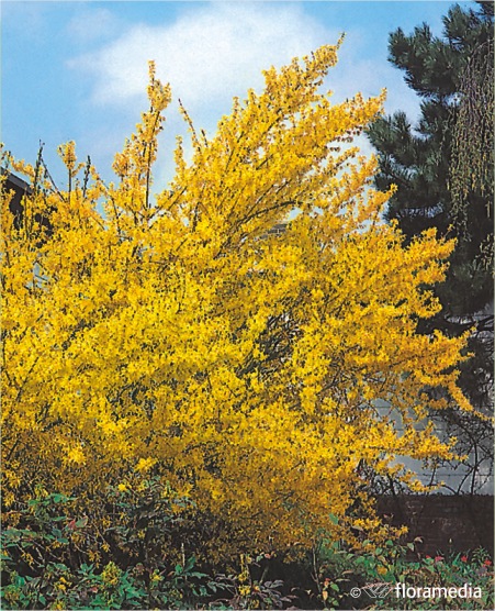 Форзиция промежуточная `Спектабилис`, Forsythia intermedia `Spectabilis ...