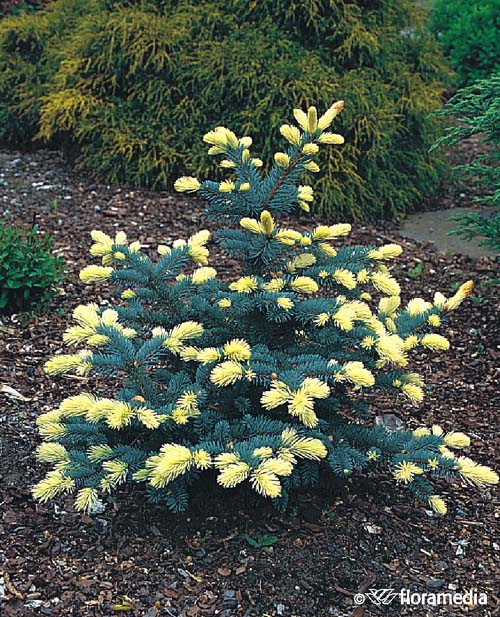 Ель колючая `Биалобок`, Picea pungens `Bialobok` | СадПарад