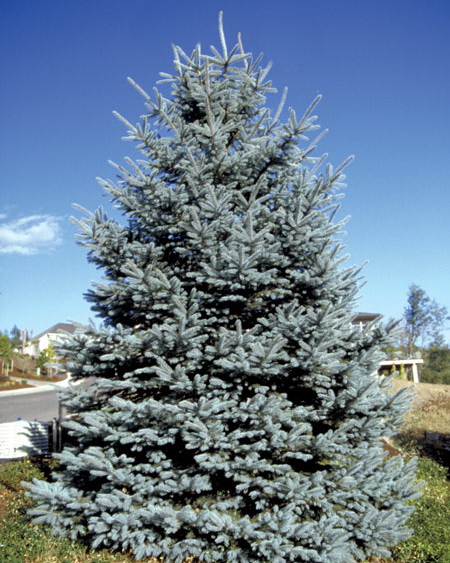 Ель колючая `Фэт Альберт`, Picea pungens `Fat Albert` | СадПарад