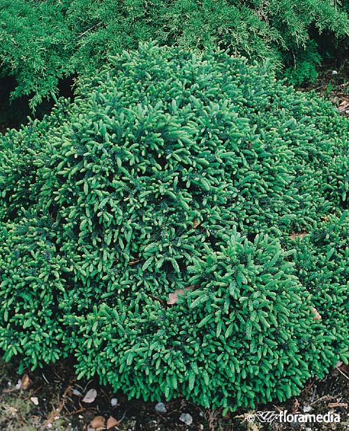 Ель чеpная `Нана`, Picea mariana `Nana` | СадПарад