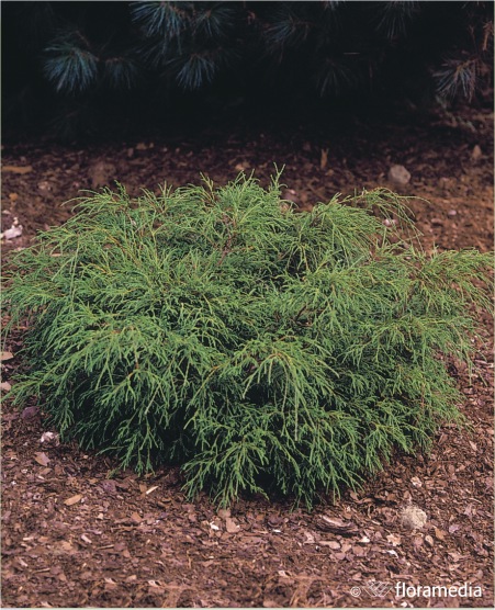 Кипарисовик горохоплодный `Филифера Нана`, Chamaecyparis pisifera ...