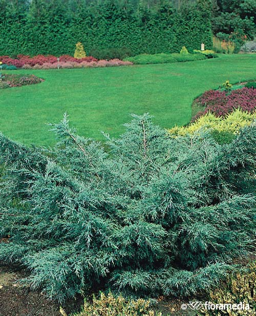 Chuqur va qorongu porno Katta xoroz yutmoqda