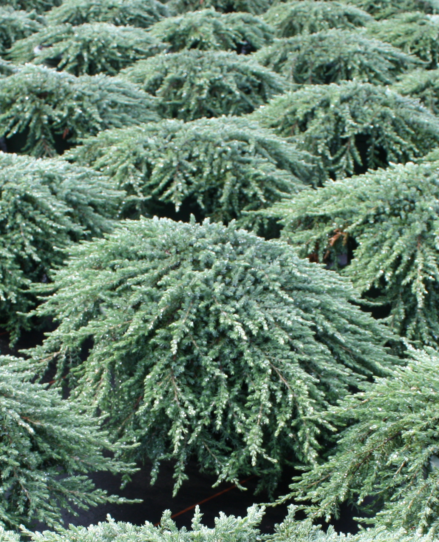 Можжевельник обыкновенный Грин Мантл - купить саженцы Juniperus communis Greenma