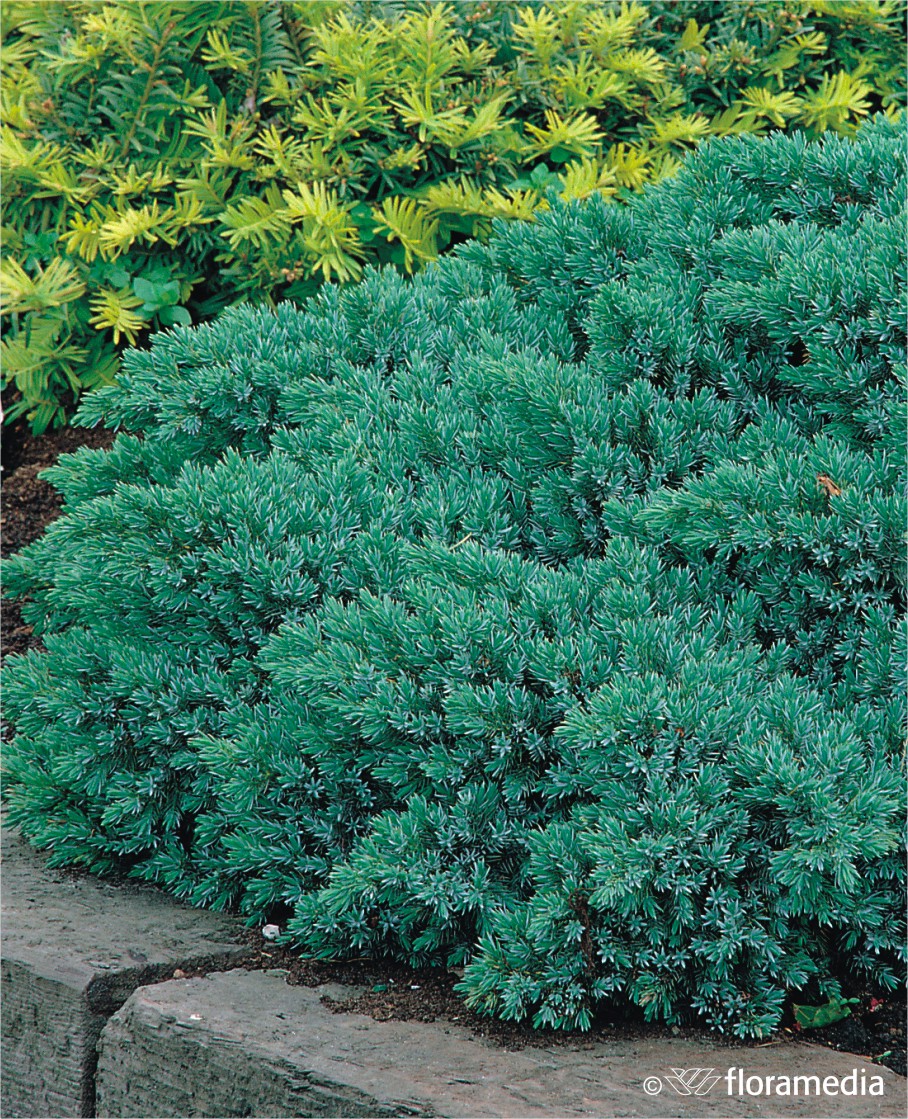 Можжевельник чешуйчатый `Блю Стар`, Juniperus squamata `Blue Star ...