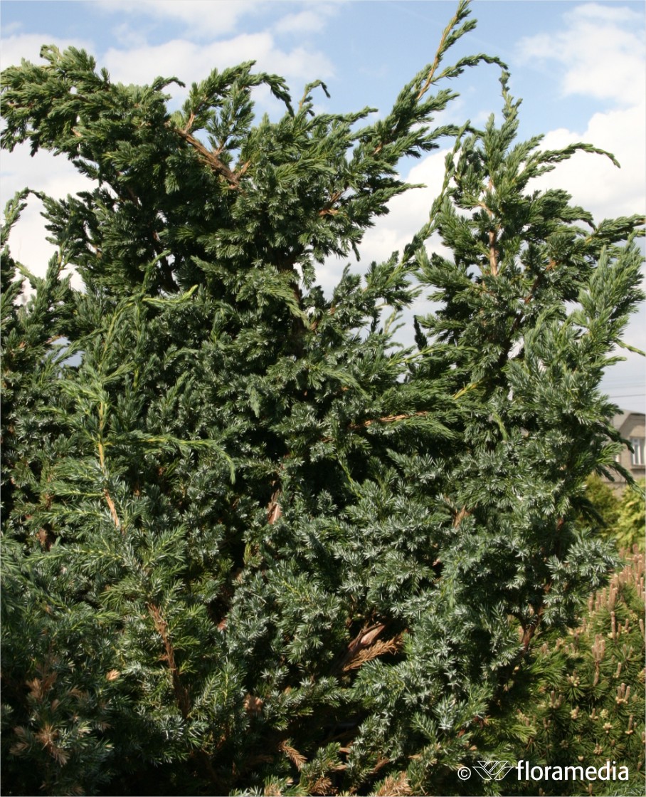 Можжевельник чешуйчатый `Мейери`, Juniperus squamata `Meyeri` | СадПарад