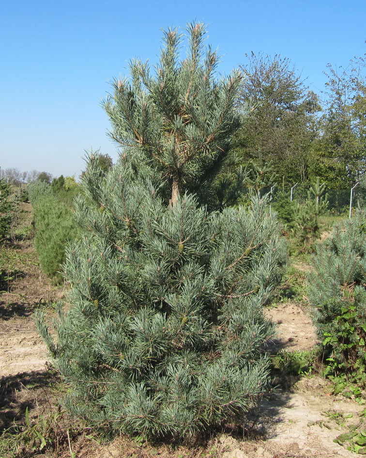 4 сосна обыкновенная. сосна обыкновенная (pinus sylvestris) хвоя. сосна обыкновенная брунс.