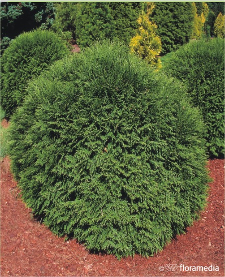Туя западная `Вудварди`, Thuja occidentalis `Woodwardii ...