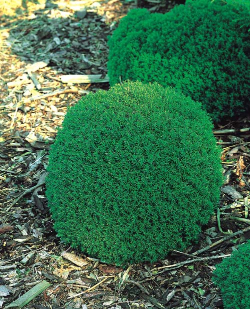 Туя западная `Тедди`, Thuja occidentalis `Teddy` | СадПарад