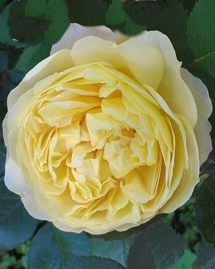 Роза английская `Чарльз Дарвин`, Rosa english `Charles Darwin` ®