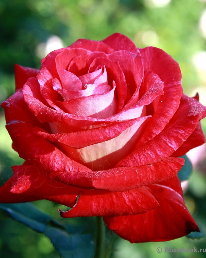 Роза `Биколетте`, Rosa `Bicolette` | СадПарад