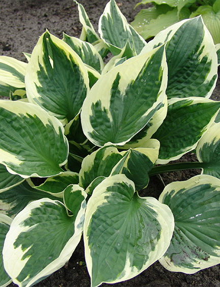 Хоста гибридная, Hosta hybrida "Karin", лист темно-зеленый с большим ...