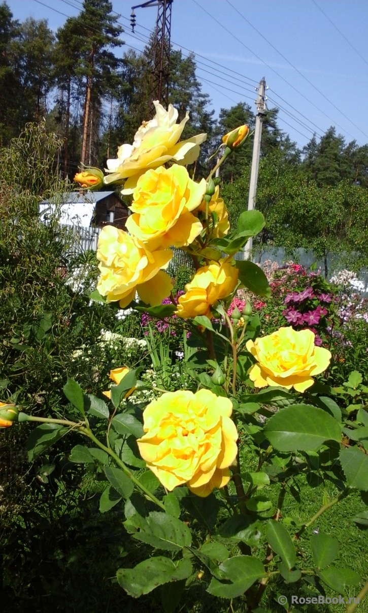 Роза плетистая `Голден Гейт`, Rosa (CI) `Golden Gate` ®