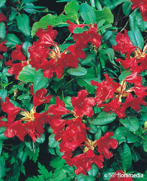 Рододендрон ползучий `Баден Баден`, Rhododendron repens `Baden Baden ...