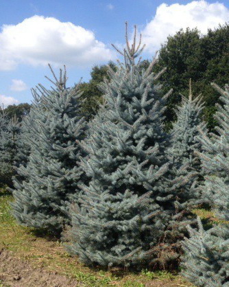 Ель колючая `Глаука Супер Блю`, Picea pungens `Glauca Super Blue ...