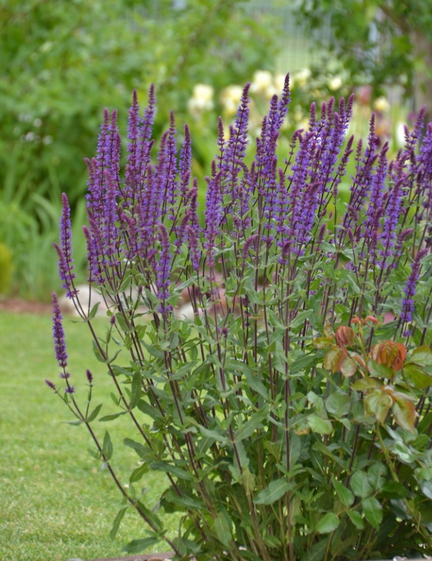 Salvia nemorosa Caradonna