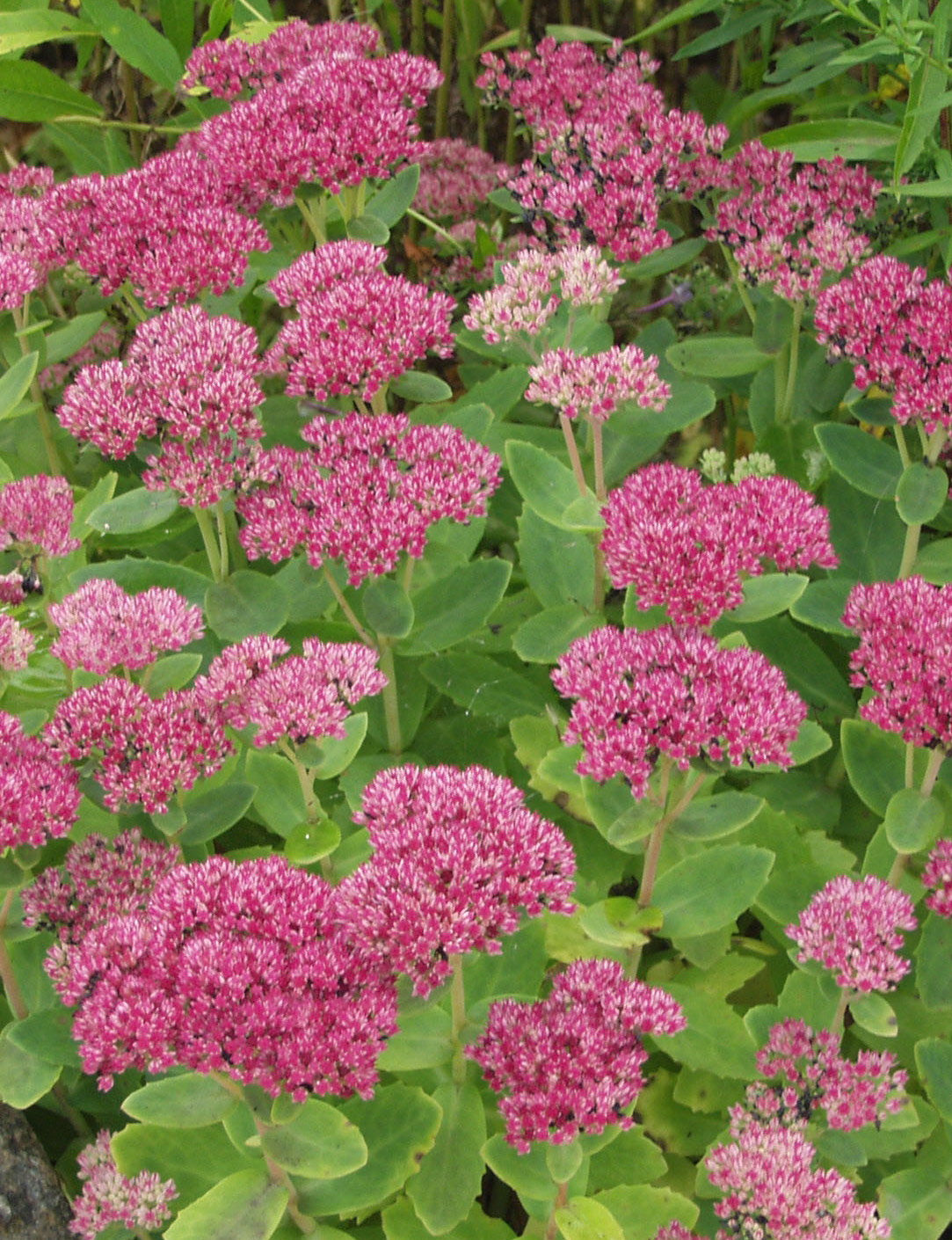 Очиток гибридный, Sedum hybrida "Herbstfreude", зеленый лист, пурпурно ...