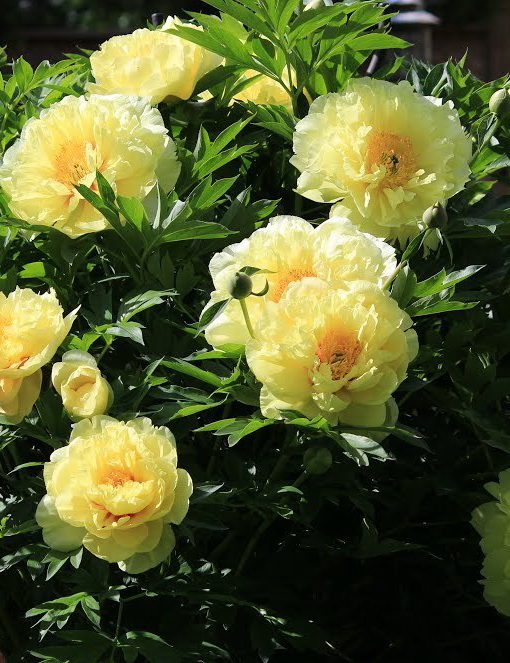 Пион ИТО-гибрид, Paeonia Itoh "Bartzella", махровый, желтый, h100 см ...